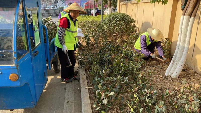 市政绿化植被成活率提升之道：关键技术与实践解析**
