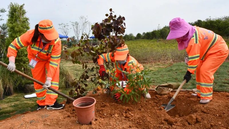 绿植租摆厂家直销批发