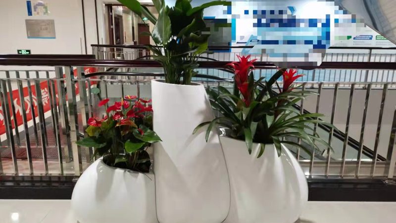 写字楼绿植租赁哪家便宜